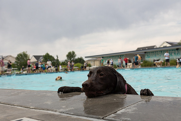 Dog Daze | Stapleton MCA