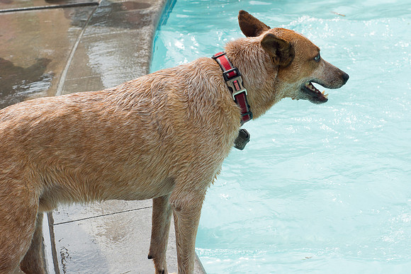 Dog Daze | Stapleton MCA