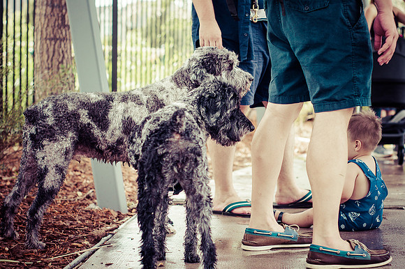 Dog Daze | Stapleton MCA