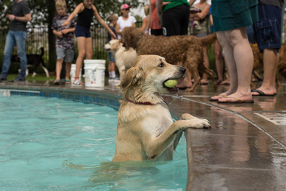 Dog Daze | Stapleton MCA