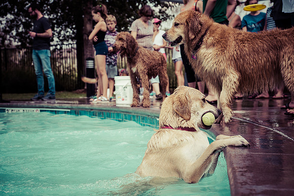 Dog Daze | Stapleton MCA