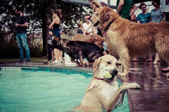 Dog Daze | Stapleton MCA