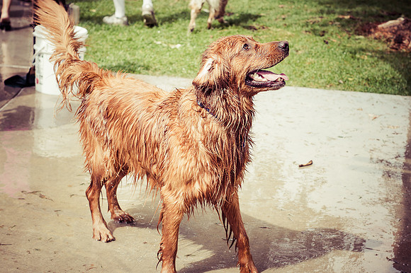 Dog Daze | Stapleton MCA