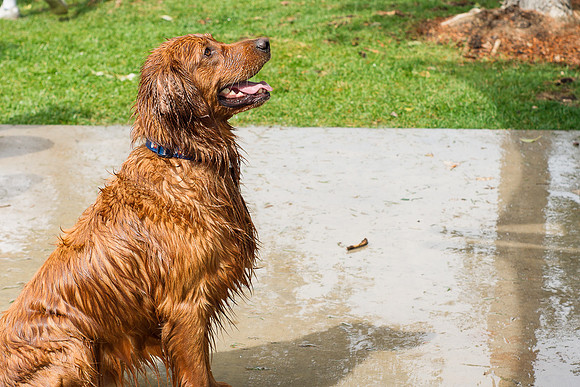 Dog Daze | Stapleton MCA