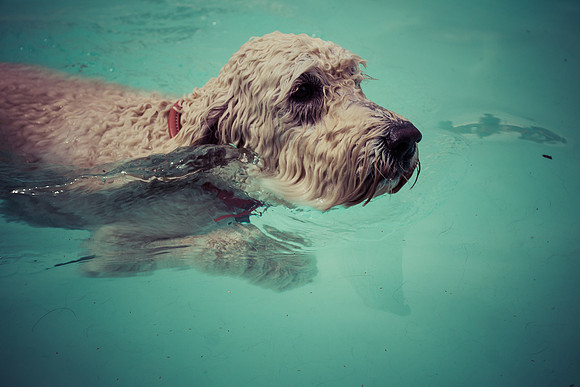 Dog Daze | Stapleton MCA
