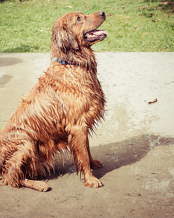 Dog Daze | Stapleton MCA