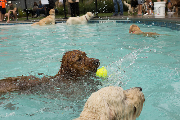 Dog Daze | Stapleton MCA