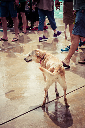 Dog Daze | Stapleton MCA