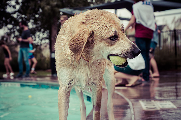Dog Daze | Stapleton MCA