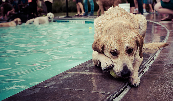 Dog Daze | Stapleton MCA