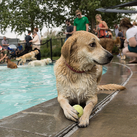 Dog Daze | Stapleton MCA