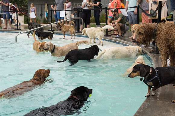 Dog Daze | Stapleton MCA