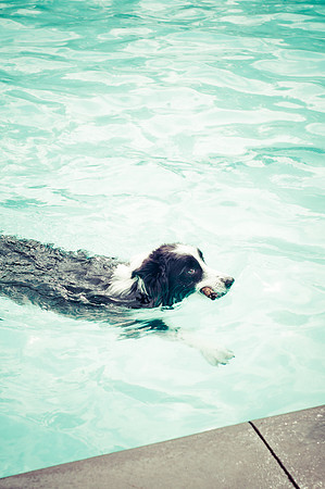 Dog Daze | Stapleton MCA