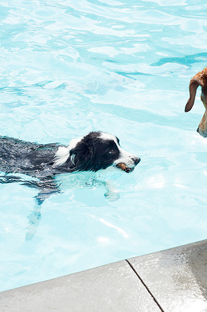 Dog Daze | Stapleton MCA
