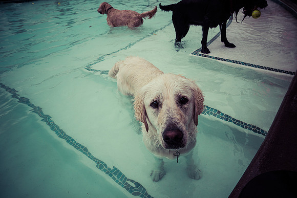 Dog Daze | Stapleton MCA