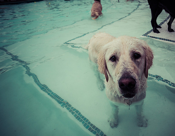 Dog Daze | Stapleton MCA