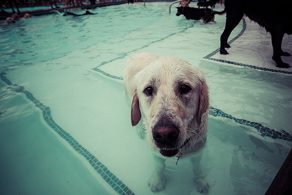 Dog Daze | Stapleton MCA