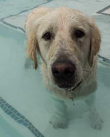 Dog Daze | Stapleton MCA