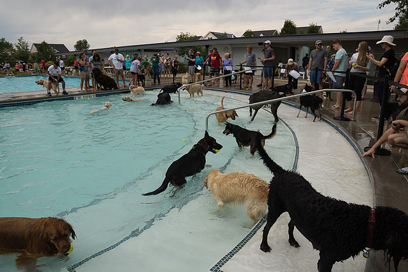 Dog Daze | Stapleton MCA