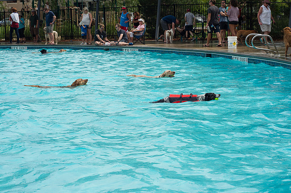 Dog Daze | Stapleton MCA