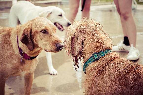Dog Daze | Stapleton MCA