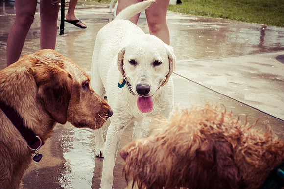 Dog Daze | Stapleton MCA