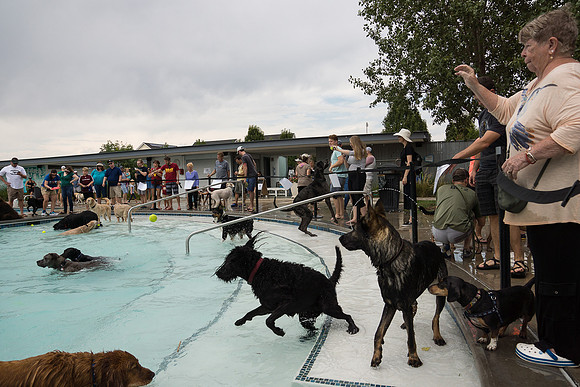 Dog Daze | Stapleton MCA