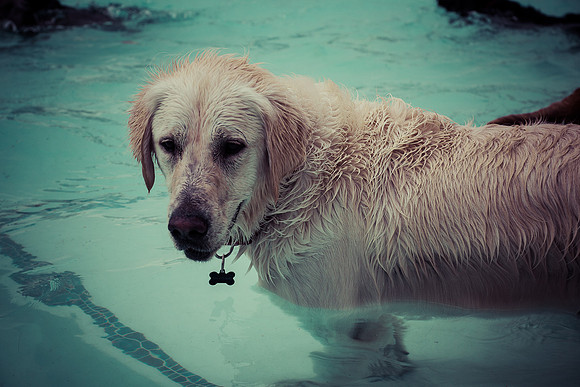 Dog Daze | Stapleton MCA