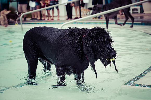 Dog Daze | Stapleton MCA