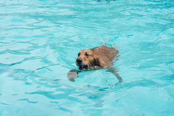 Dog Daze | Stapleton MCA
