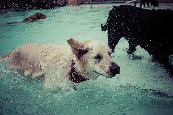 Dog Daze | Stapleton MCA