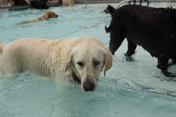 Dog Daze | Stapleton MCA