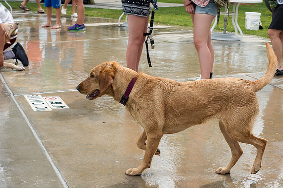 Dog Daze | Stapleton MCA