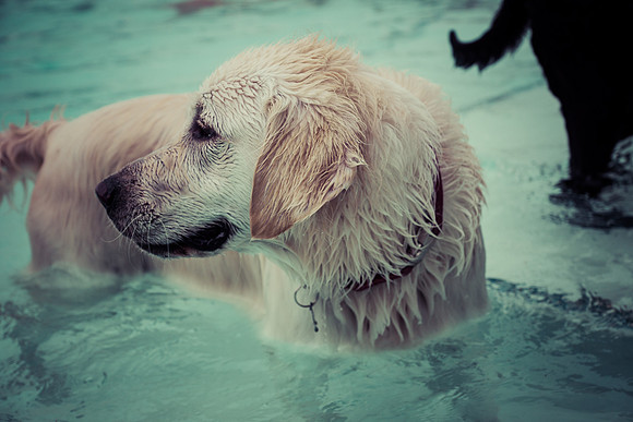 Dog Daze | Stapleton MCA