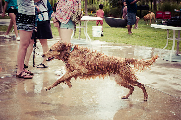Dog Daze | Stapleton MCA