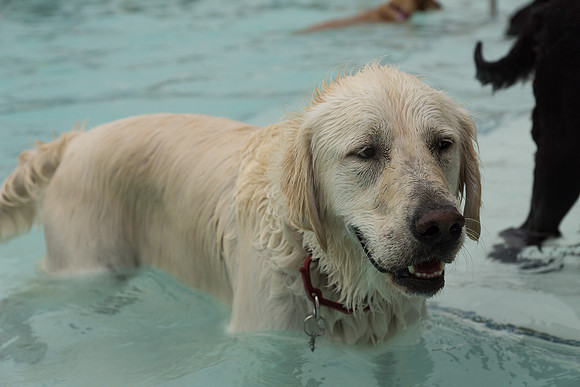 Dog Daze | Stapleton MCA