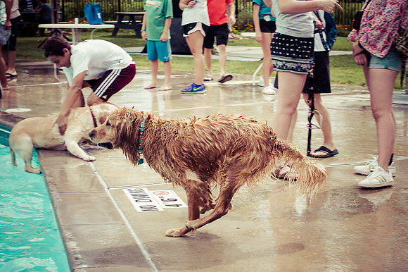 Dog Daze | Stapleton MCA