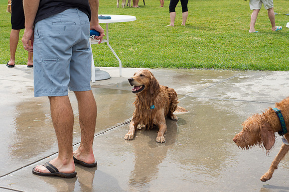 Dog Daze | Stapleton MCA