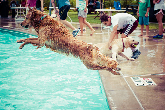 Dog Daze | Stapleton MCA