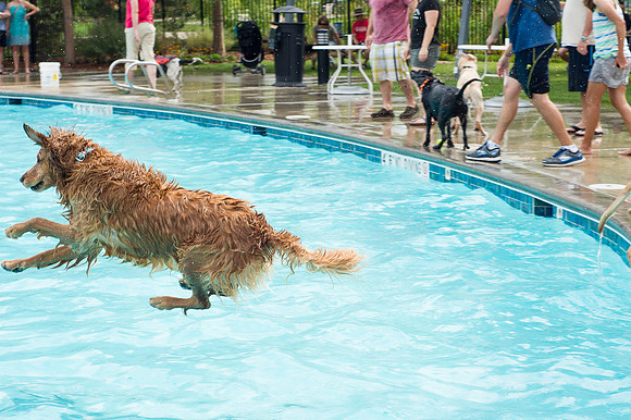 Dog Daze | Stapleton MCA