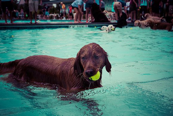 Dog Daze | Stapleton MCA