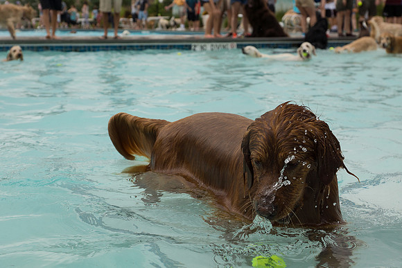 Dog Daze | Stapleton MCA