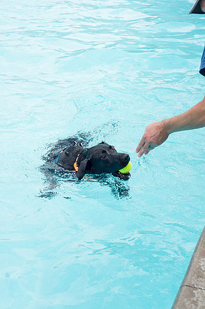 Dog Daze | Stapleton MCA
