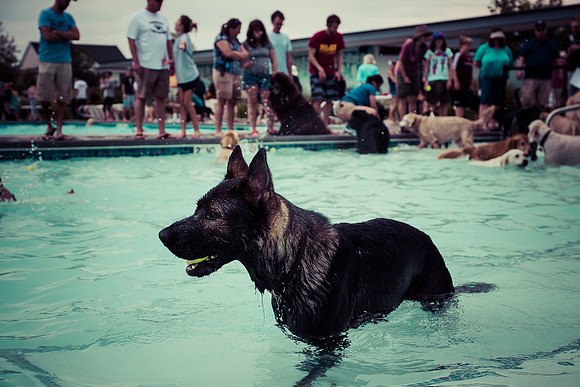 Dog Daze | Stapleton MCA