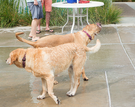 Dog Daze | Stapleton MCA