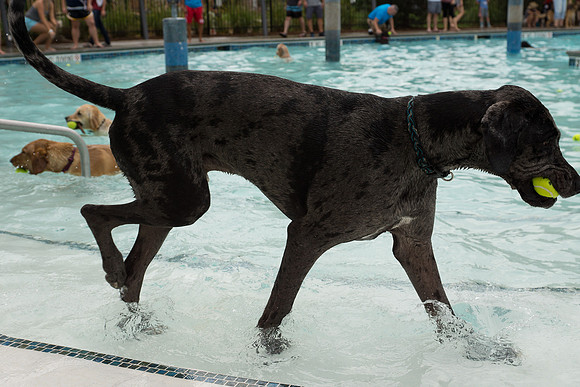 Dog Daze | Stapleton MCA
