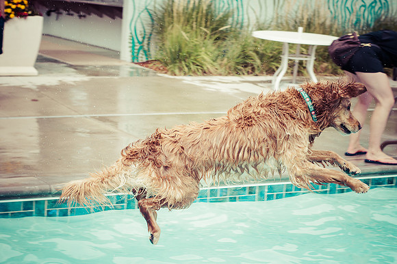 Dog Daze | Stapleton MCA