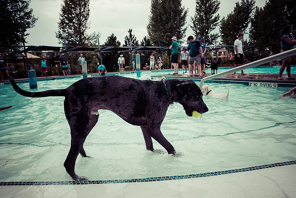 Dog Daze | Stapleton MCA