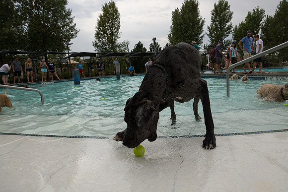 Dog Daze | Stapleton MCA