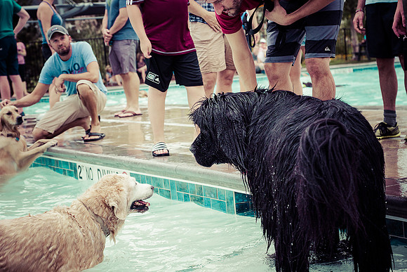 Dog Daze | Stapleton MCA